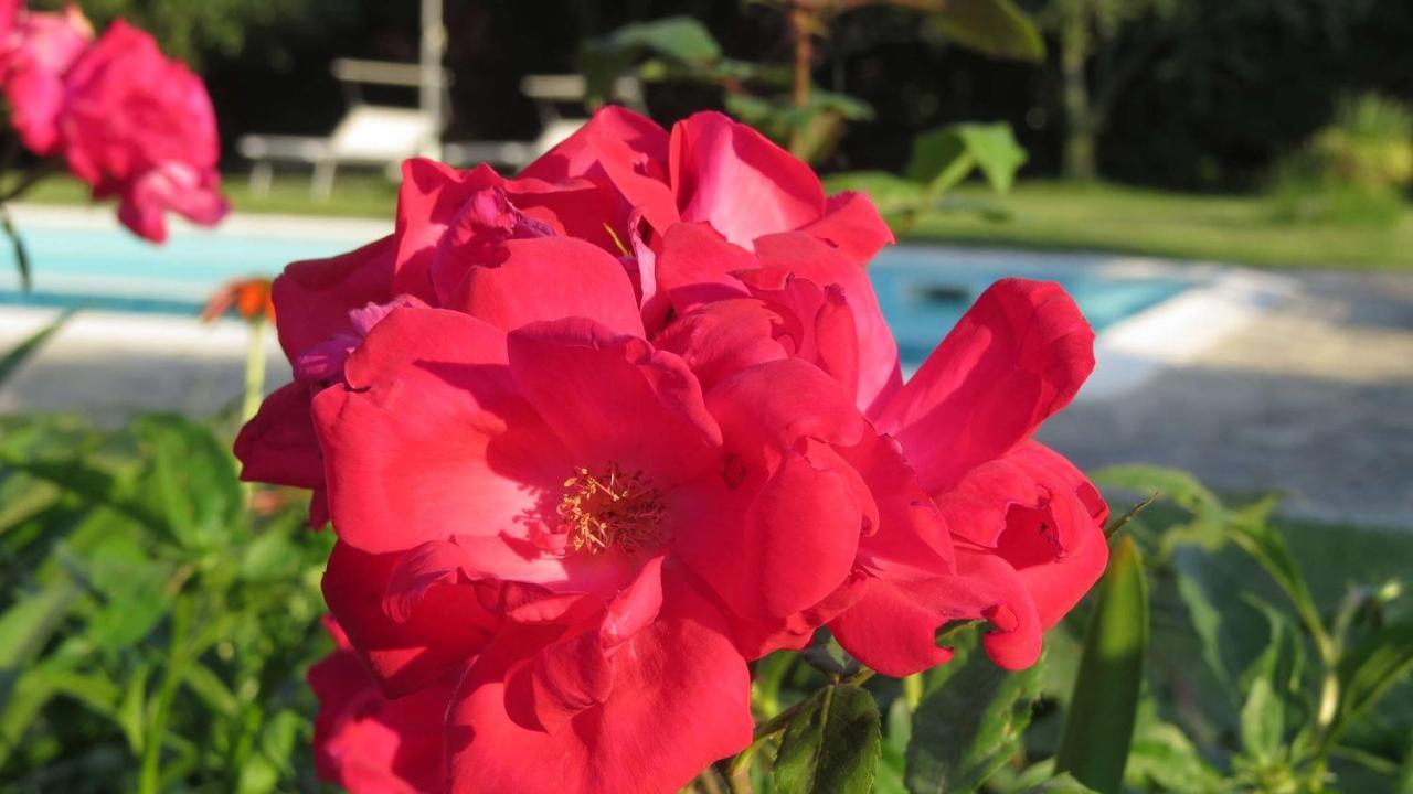 Il Gelso Di Barcuzzi Bed and Breakfast Lonato Zewnętrze zdjęcie